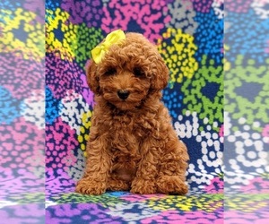 Poodle (Miniature) Puppy for sale in OXFORD, PA, USA