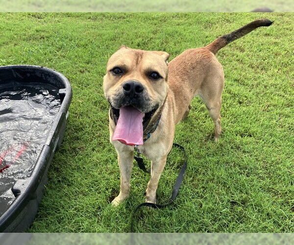 Medium Photo #2 Boxer-Unknown Mix Puppy For Sale in Corpus Christi, TX, USA