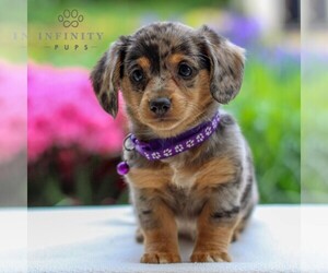 Dorgi Puppy for Sale in ANNVILLE, Pennsylvania USA