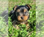 Small Photo #9 Yorkshire Terrier Puppy For Sale in MANES, MO, USA