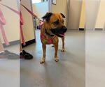 Small #2 Black Mouth Cur Mix