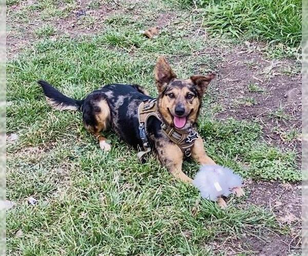 Medium Photo #1 Catahoula Leopard Dog-Unknown Mix Puppy For Sale in San Antonio, TX, USA