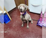 Small #5 Labrador Retriever Mix