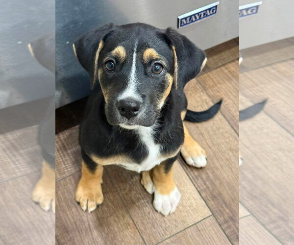 Medium Photo #6 Collie-Labrador Retriever Mix Puppy For Sale in Germantown, OH, USA