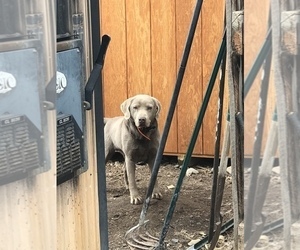 Father of the Labrador Retriever puppies born on 10/13/2021