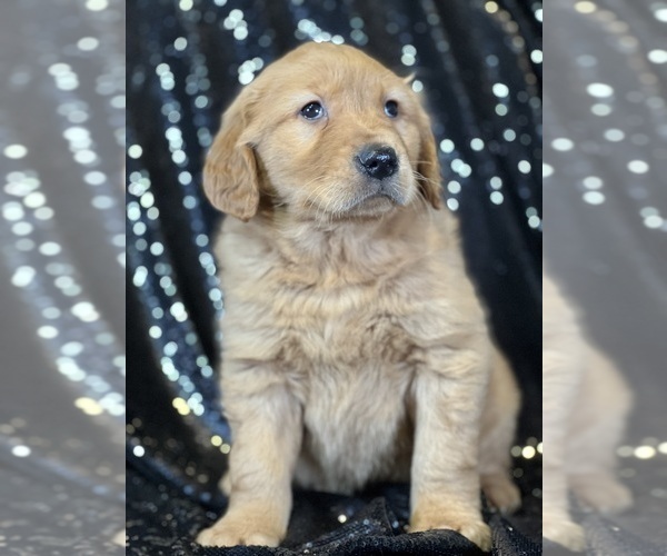 Medium Photo #1 Golden Retriever Puppy For Sale in FORT PLAIN, NY, USA