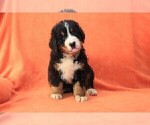 Small #4 Bernese Mountain Dog