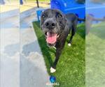 Small American Pit Bull Terrier