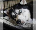 Small Siberian Husky Mix