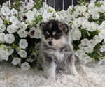 Small #5 Pomsky