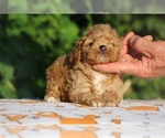Small #3 Poodle (Toy)