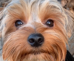 Small #6 Yorkshire Terrier