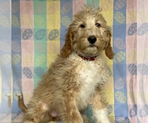 Goldendoodle Puppy for sale in LANCASTER, PA, USA