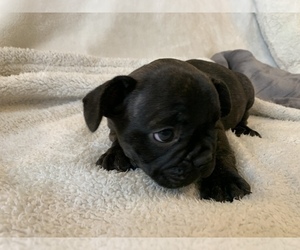 French Bulldog Puppy for sale in JOHNS ISLAND, SC, USA