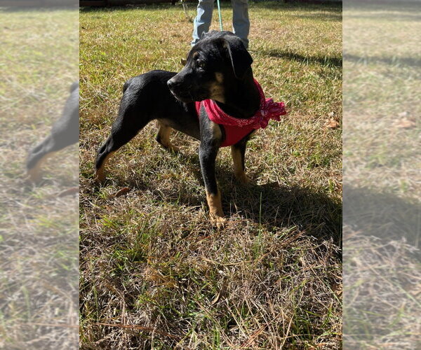 Medium Photo #5 Labrenees Puppy For Sale in Oak Bluffs, MA, USA