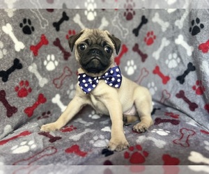 Pug Puppy for sale in LAKELAND, FL, USA