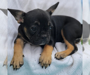 French Bulldog Puppy for sale in JACKSONVILLE, FL, USA