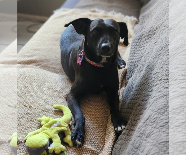 Medium Photo #8 Labrador Retriever-Unknown Mix Puppy For Sale in oakland, FL, USA