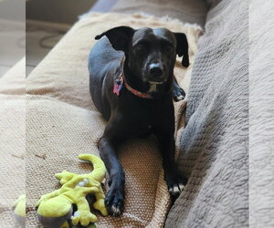 Audra - Female Labrador Retriever-Unknown Mix Dog for Adoption - Photo #8
