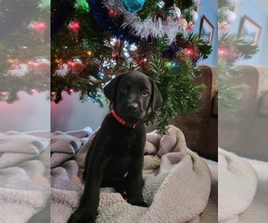 Labrador Retriever Puppy for sale in ALBERTON, MT, USA