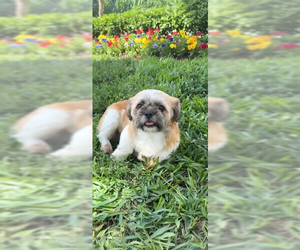 Medium Photo #2 Shih Tzu Puppy For Sale in Weston, FL, USA
