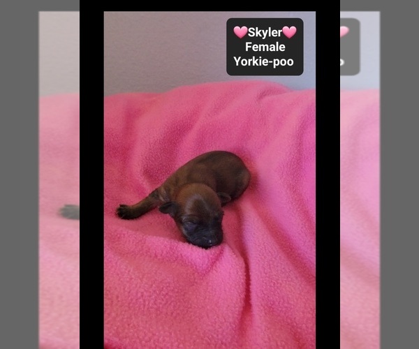 Medium Photo #2 Yorkipoo Puppy For Sale in TUCSON, AZ, USA