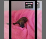 Small #1 Yorkipoo