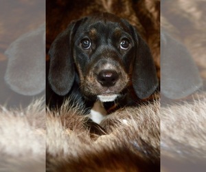 Plott Hound-Treeing Walker Coonhound Mix Puppy for Sale in WAYNESVILLE, Missouri USA