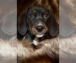 Puppy 1 Plott Hound-Treeing Walker Coonhound Mix