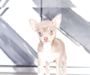Chihuahua Puppy for sale in BEL AIR, MD, USA