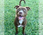 Small Photo #9 American Pit Bull Terrier-Unknown Mix Puppy For Sale in St. Augustine, FL, USA