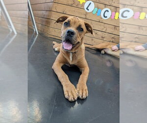 Roo - Female Mutt Dog for Adoption - Photo #2