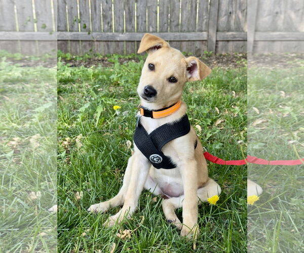 Medium Photo #2 Labrador Retriever-Unknown Mix Puppy For Sale in Plainfield, IL, USA