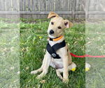 Small #1 Labrador Retriever Mix