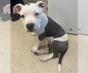 American Pit Bull Terrier Dogs for adoption in Saginaw, MI, USA