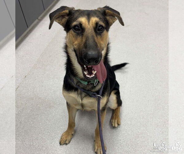 Medium Photo #4 German Shepherd Dog-Unknown Mix Puppy For Sale in Washington, DC, USA