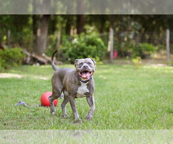 Medium Photo #15 Mutt Puppy For Sale in  Gainesville, FL, USA