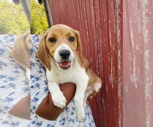 Beagle Dog for Adoption in COLUMBIANA, Ohio USA
