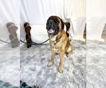 Small #6 Mastiff
