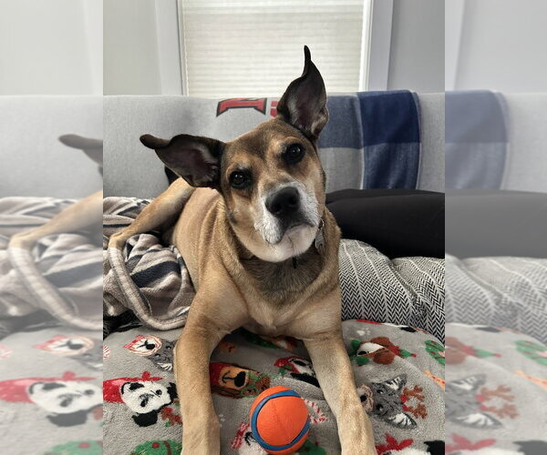 Medium Photo #6 Carolina Dog-Unknown Mix Puppy For Sale in Boston, MA, USA