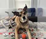 Small #5 Carolina Dog Mix