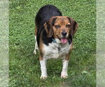 Small Bagle Hound
