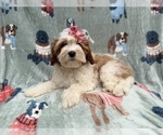 Small #10 Cavapoo (Miniature)
