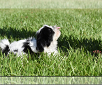 Small #4 Shih Tzu
