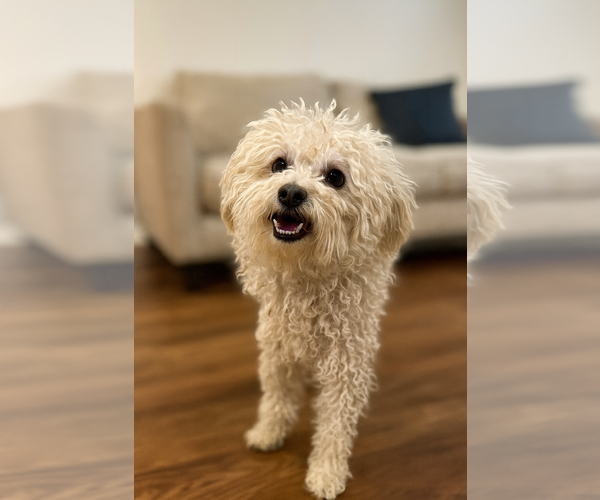 Medium Photo #2 Maltipoo Puppy For Sale in Phoenix, AZ, USA