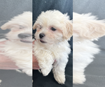 Small Photo #7 Zuchon Puppy For Sale in RAINBOW, CA, USA