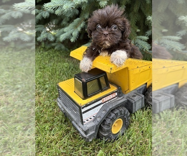 Medium Photo #2 Shih Tzu Puppy For Sale in MIDDLEBURY, IN, USA