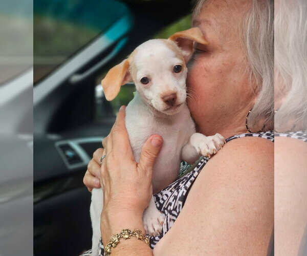 Medium Photo #1 Chihuahua-Unknown Mix Puppy For Sale in Wakefield, RI, USA