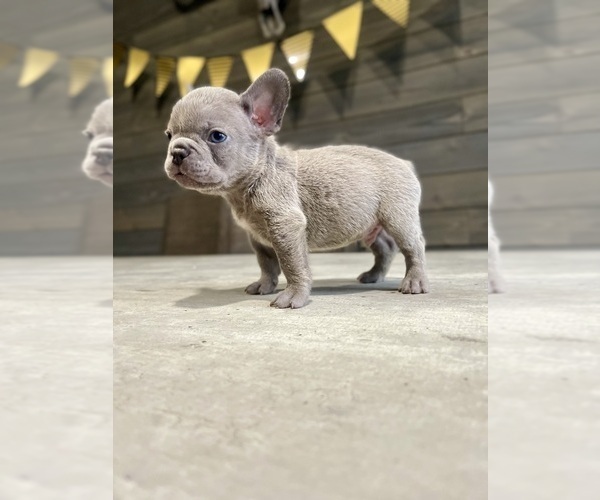Medium Photo #23 French Bulldog Puppy For Sale in EASTVALE, CA, USA