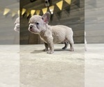 Small Photo #23 French Bulldog Puppy For Sale in EASTVALE, CA, USA